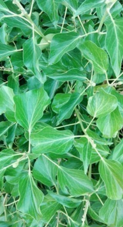 Hedera helix 'Arborescens' - Struikklimop 50- 60 cm in pot