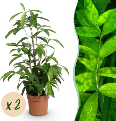 Plantenboetiek.nl | Green is... Dracaena surculosa - Drakenbloedboom - Weinig onderhoud - Groen - 2 Planten - Ø17cm - 60-70cm hoog - Kamerplant - Groenblijvend