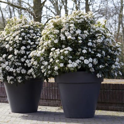 12 x Viburnum tinus Wit - Sneeuwbal - Sierheester - Wintergroene Struik in C3(liter) pot met hoogte 30-50cm