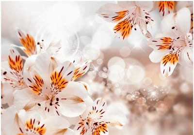Fotobehangkoning - Behang - Vliesbehang - Fotobehang Sprankelende Lelies - Lelie - Bloemen - Lily of the Incas - 200 x 140 cm