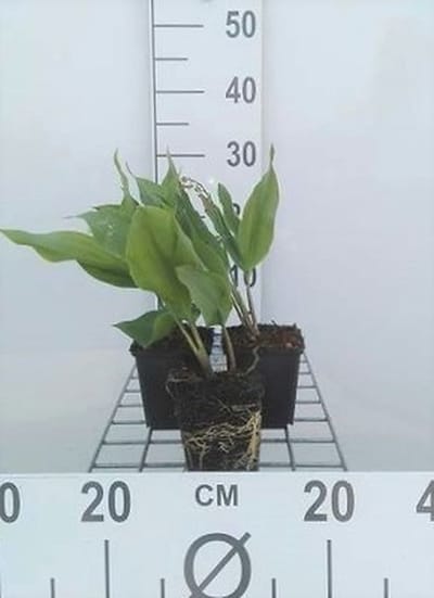 6x Meiklokje - Convallaria majalis | 9x9 cm pot