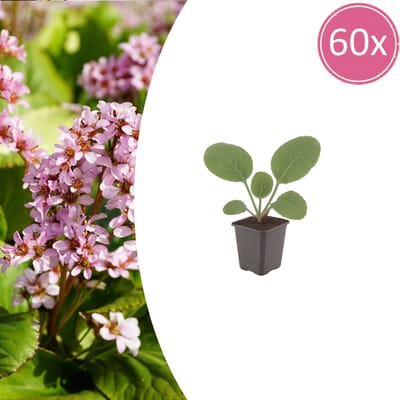 Tuinplantenshop.com | Bergenia cordifolia | 60 stuks - Ø9cm - 10-25cm hoog - Tuinplant