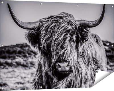 Gards Tuinposter Schotse Hooglander Koe - Zwart Wit - 120x80 cm - Tuindoek - Tuindecoratie - Wanddecoratie buiten - Tuinschilderij