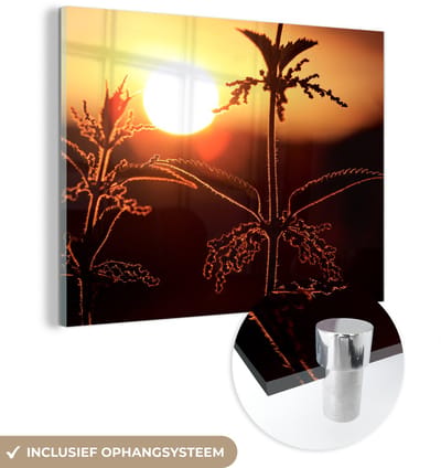 ® Glasschilderij 160x120 cm - Schilderij acrylglas - Een prachtig silhouet van een brandnetel bij zonsondergang - Foto op glas - Muurdecoratie woonkamer - Wanddecoratie slaapkamer - Schilderijen