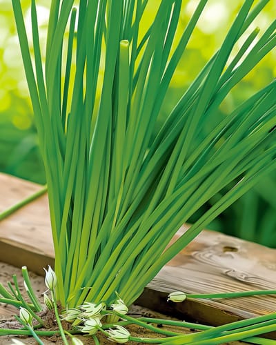 2 sets - Knoflookbieslook Zaden Allium Tuberosum Meerjarig Kruid