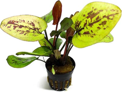Moerings Echinodorus chocolate marble | Zwaardplant | in 5 cm pot