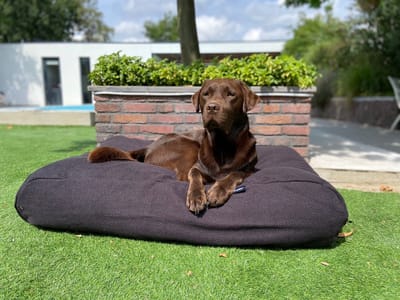 Dog's Companion Hondenkussen / Hondenbed - XS - 55 x 45 cm - Copenhagen Black