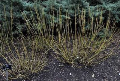 Cornus ser. 'Flaviramea' - Canadese Kornoelje 60- 80 cm in pot