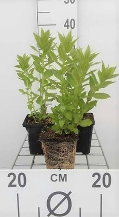 6x Campanula - Campanule lactée. Loddon Anna' | 9x9 cm pot