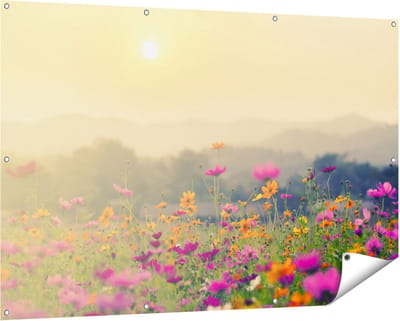 Gards Tuinposter Bloemenveld met Kosmos - Zonsondergang - 150x100 cm - Tuindoek - Tuindecoratie - Wanddecoratie buiten - Tuinschilderij