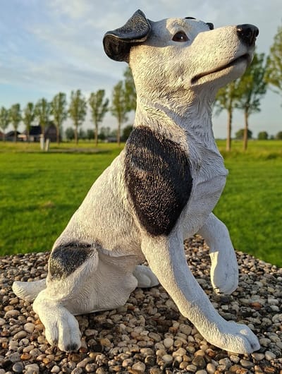 Jack Russell Beeld Zwart/Wit met Pootje Omhoog – 34 cm Lang – Polystone Hond – Tuinbeeld & Woondecoratie