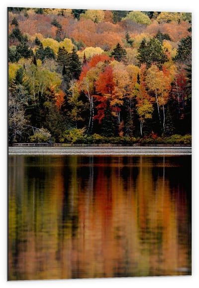 Dibond - Meer bij Herfstbos  - 60x90cm Foto op Aluminium (Wanddecoratie van metaal)
