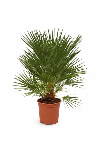 Palmen-Stunt - Chamaerops Humilis Cerifera- palmboom - hoogte 80/100cm - 10L pot - winterharde (- 12 graden) palmbomen voor buiten