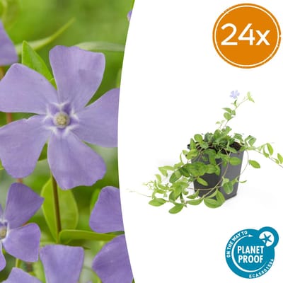 Tuinplantenshop.com | Vinca minor 'La Grave' | 24 stuks - Ø9cm - 10-25cm hoog - Tuinplant