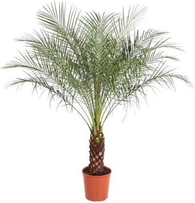 Phoenix Roebelenii - 150-160 cm - ø30
