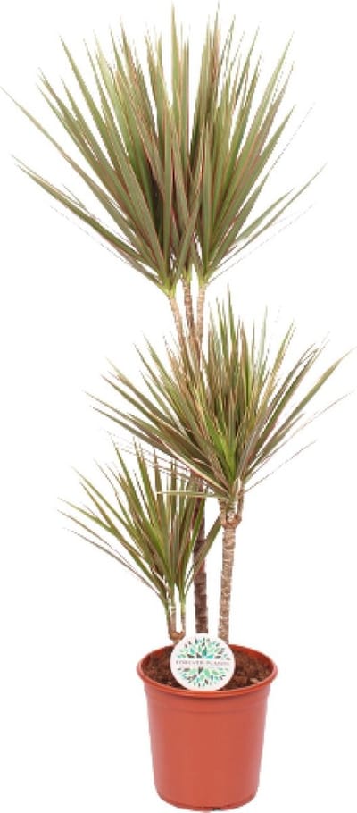 Plantenboetiek.nl | Dracaena Bicolor - Ø24cm - 105-115cm hoog - Kamerplant - Groenblijvend