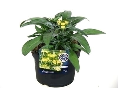 6x Muurbloem - Erysimum hybr. Yellow Bird' | 9x9 cm pot