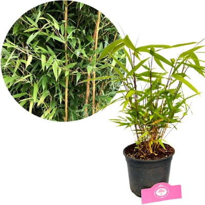 Fargesia Rufa, Bamboe, Hoogte 30cm, 2 liter pot