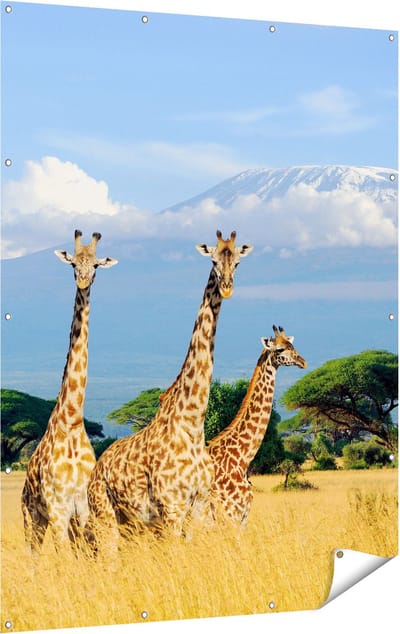 Gards Tuinposter Drie Giraffes in de Savanne - 120x160 cm - Tuindoek - Tuindecoratie - Wanddecoratie buiten - Tuinschilderij