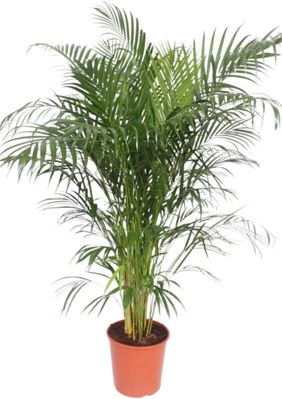 Dypsis Lutescens (Areca Palm) - 160 cm - ø30