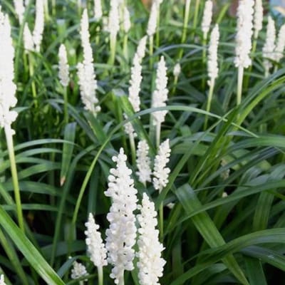 25 x Wit Leliegras - Siergras Witbloeiend - Liriope muscari 'Monroe White' in 9x9cm pot met hoogte 5-10cm