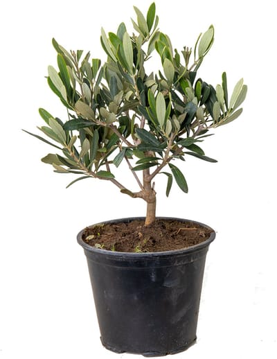 Bloomique - Olea Europaea - Olijfboom - Olijfstruik - Tuinplanten - Winterhard - Hoogte 30-40 cm - Pot 14 cm