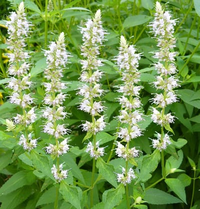 Koreaanse munt (Agastache rugosa) - Dropplant - Alabaster - Vaste planten - Bijen-Vlinders - Snijbloemen - Geurend - Zomerbollen