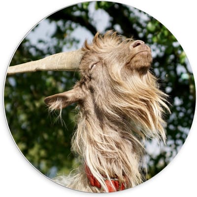 Forex Wandcirkel - Langharige Bok - 70x70cm Foto op Wandcirkel (met ophangsysteem)