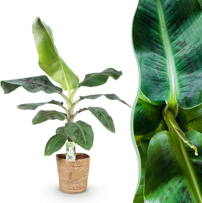 Plantenboetiek.nl | Green is... Musa acuminata Dwarf Cavendisch - Bananenplant - Weinig onderhoud - met mand - Groen - Ø21cm - 70-75cm hoog - Kamerplant - Groenblijvend