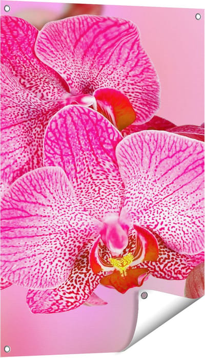 Gards Tuinposter Roze Orchidee Bloemen - 60x90 cm - Tuindoek - Tuindecoratie - Wanddecoratie buiten - Tuinschilderij