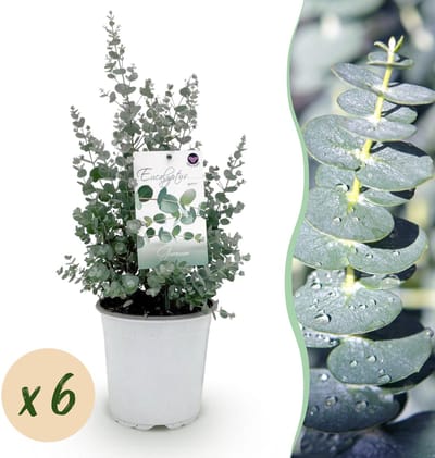 Plantenboetiek.nl | Eucalyptus boom - Eucalyptus gunni - Grijs - 6 Planten - Winterhard - Ø20cm - 30-40cm hoog - Tuinplant
