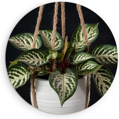 Saammp Muurcirkel Hout - Hangplant - Natuur - Abstract - Ø 90 - Wandcirkel - Wanddecoratie Cirkel - Muurdecoratie Woonkamer - Kantoor Decoratie