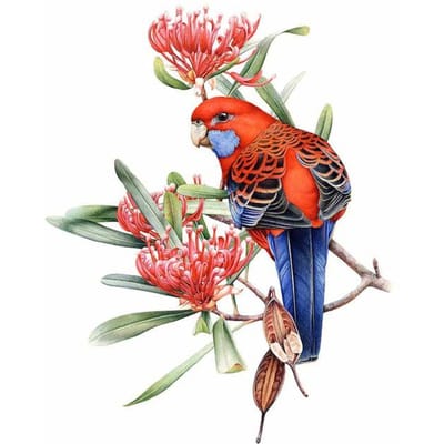 5D Diy Diamant Vogel Diamant Borduren Cartoon Mozaïek Versier Broderies Diamant Schilderij 20X30 red