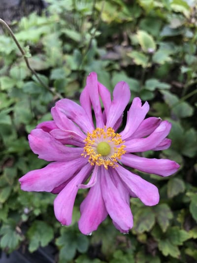 6 x Anemone hupehensis 'Prinz Heinrich' - Herfstanemoon - P9 Pot (9 x 9cm) - Dima Vaste Planten