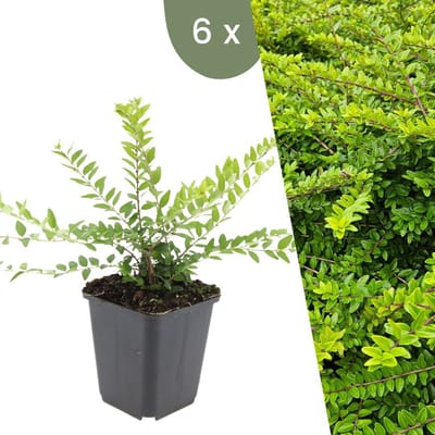 Plants by Frank | 6 Struikkamperfoelie planten | Lonicera nitida 'Maigrün' | Winterharde bodembedekker planten | tuinplanten | Winterharde vaste planten meerjarig | Winterharde tuinplanten