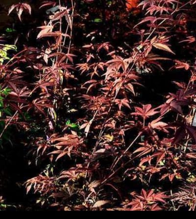 Acer palm. 'Atropurpureum' - Rode Japanse Esdoorn 50- 60 cm in pot
