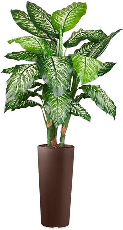 HTT - Kunstplant Dieffenbachia in Clou rond bruin H175 cm