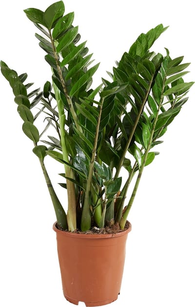 Bloomique - Zamioculcas Zamiifolia - Kamerpalm - ZZ Plant - Kamerplanten - Luchtzuiverend - Zeer Gemakkelijk in onderhoud - Hoogte 70-90 cm - Pot 21 cm