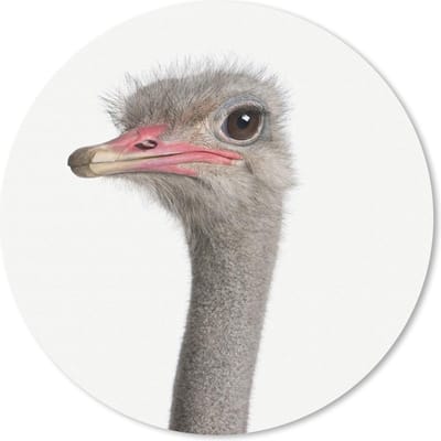 Muismat rond 20x20 cm - Mousepad Dieren - Portret - Struisvogel - Ronde muismatten