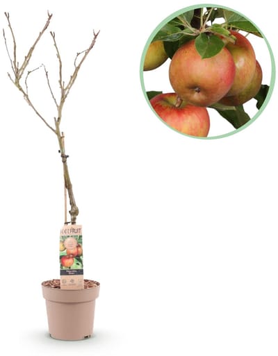 Green boutiQ - Fruitboom - Malus domestica Elstar - Appelboom - Winterhard - Rood-Groene Appel - 1 Plant - Pot 21cm - Hoogte 90cm