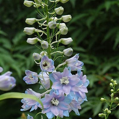 6 x Delphinium 'Guinevere' - Ridderspoor pot 9x9 cm- Majestueuze Blauwe Torens