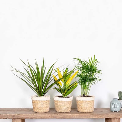Bloomique - Set van 3 - Tropische kamerplanten mix – Dracaena-Chamaedorea-Codiaeum – Luchtzuiverend – - 25-40 cm - Pot 12 cm - Hoogte 30-40 cm