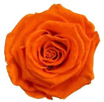 4x Dc pres.rozen teddy orange