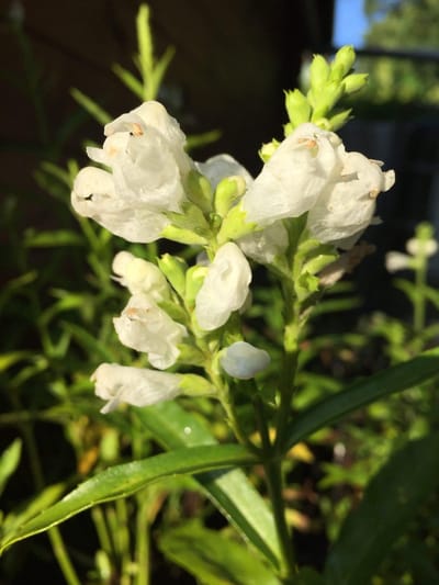 6 x Physostegia virginiana 'Summer Snow' - Scharnierbloem - P9 Pot (9x 9cm) - Dima Vaste Planten