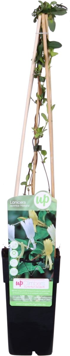 Hello Plants Lonicera Japonica Halliana Kamperfoelie - Klimplant - Ø 15 cm - Hoogte: 65 cm
