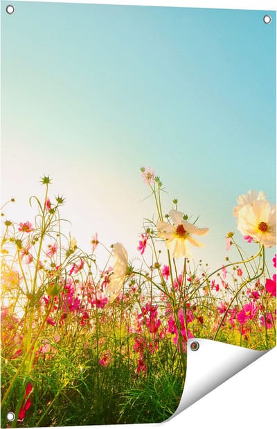 Gards Tuinposter Kosmos Bloemenveld met een Opkomende Zon - 60x80 cm - Tuindoek - Tuindecoratie - Wanddecoratie buiten - Tuinschilderij
