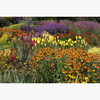 Tuinborder Oranje, Geel, Rood & Paars - Modeste Herwig (60 planten) - Bijen-Vlinders - Bodembedekkers - Geurend - Snijbloemen - Vaste planten
