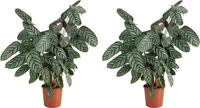 Bloomique - Set van 2 - Calathea Compactstar - Pauwenplant - Kamerplanten - Luchtzuiverend - Gemakkelijk in onderhoud - Diervriendelijk - Hoogte 60-70 cm - Pot 17 cm