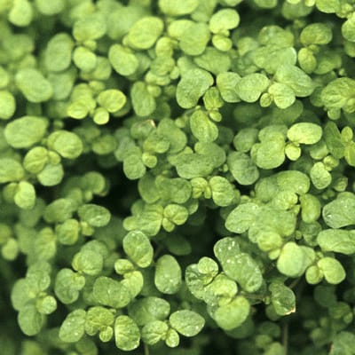 24 x Soleirolia Soleirolii - Soleirolia Soleirolii pot 9x9cm, voor 3m² : Een charmante kamerplant voor binnen en buiten.