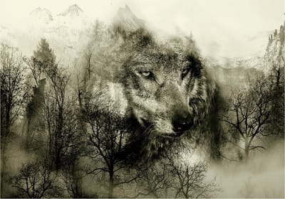 Fotobehangkoning - Behang - Vliesbehang - Fotobehang Wolf - Bos - Mountain Predator (Beige) - 150 x 105 cm